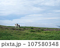美ケ原高原　絶景　牛 107580348