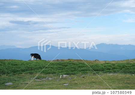 美ケ原高原　絶景　牛 107580349