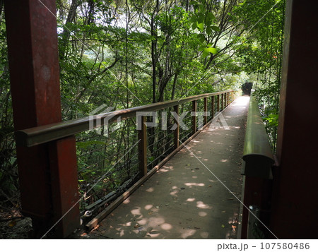 緑に囲まれた橋(沖縄県国頭郡国頭村・比地大滝) 緑に囲まれた橋(沖縄県国頭郡国頭村・比地大滝) 107580486