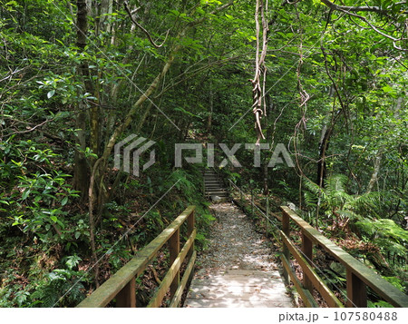 比地大滝トレッキングコースの風景(沖縄県国頭郡国頭村・比地大滝) 比地大滝トレッキングコースの風景(沖縄県国頭郡国頭村・比地大滝) 107580488