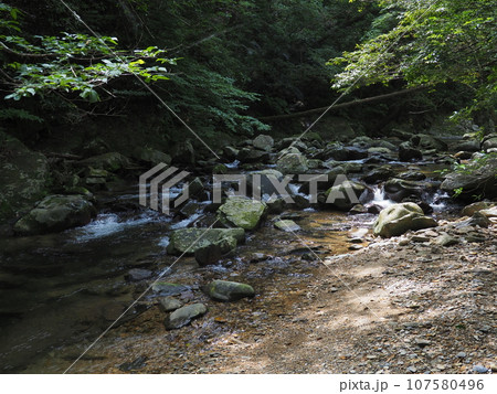 比地川渓流の風景(沖縄県国頭郡国頭村・比地大滝)2 比地川渓流の風景(沖縄県国頭郡国頭村・比地大滝)2 107580496