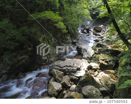 比地川渓流の風景（沖縄県国頭郡国頭村・比地大滝）4 107580502