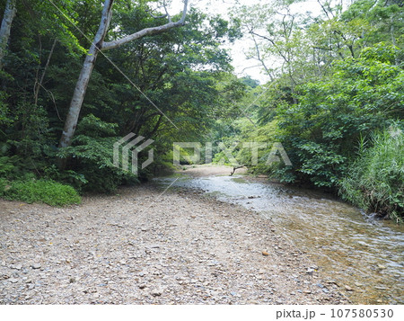 比地大滝トレッキングコースの風景・川遊びエリア(沖縄県国頭郡国頭村・比地大滝) 比地大滝トレッキングコースの風景・川遊びエリア(沖縄県国頭郡国頭村・比地大滝) 107580530