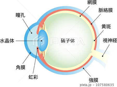 目の構造 断面図 文字あり 目の構造 断面図 文字あり 107580635