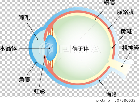 目の構造 断面図 文字あり 目の構造 断面図 文字あり 107580635