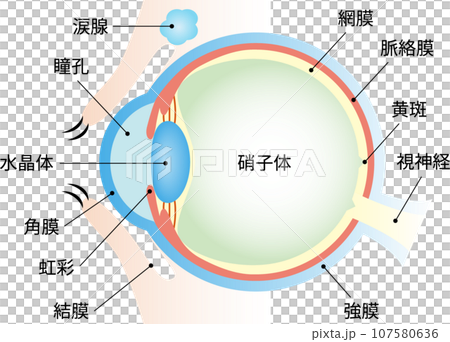 眼睛結構剖面圖及文字 107580636