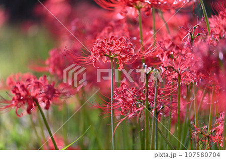 元荒川沿いの遊歩道に自生する曼珠沙華　彼岸花　埼玉県　元荒川 107580704