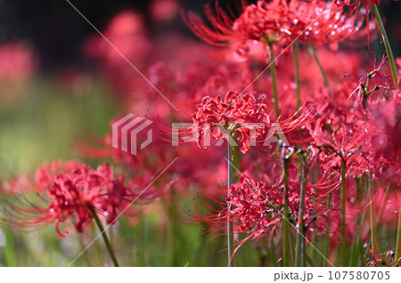 元荒川沿いの遊歩道に自生する曼珠沙華　彼岸花　埼玉県　元荒川 107580705