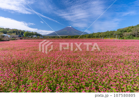 富士山とピンクの絨毯のように咲き誇る珍しい「赤そばの花」　（山中湖　花の都公園） 107580805