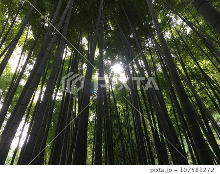 竹林と太陽光! 竹林と太陽光! 107581272