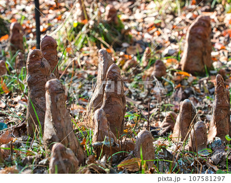 ラクウショウ（ヌマスギ）の呼吸根・膝根（サイプレスの膝） 107581297