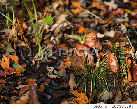 ラクウショウ（ヌマスギ）の呼吸根・膝根（サイプレスの膝） 107581299