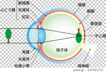 正常　目の構造　文字あり 107581755