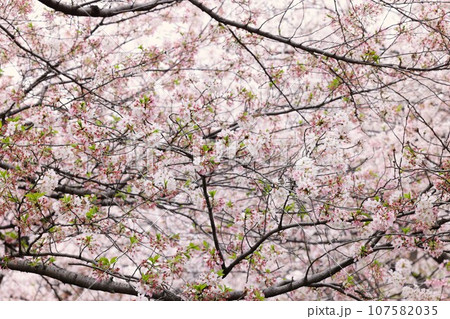 江川せせらぎ緑道の桜の花 江川せせらぎ緑道の桜の花 107582035