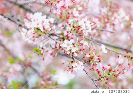 江川せせらぎ緑道の桜の花 江川せせらぎ緑道の桜の花 107582036