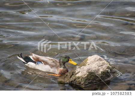 泳ぐマガモ 泳ぐマガモ 107582383