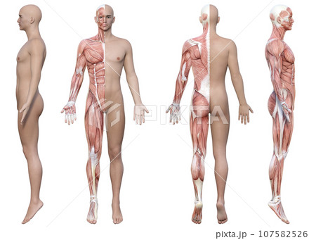 半身が筋肉解剖図の3Dモデル男性のイラストセット4ポーズ 半身が筋肉解剖図の3Dモデル男性のイラストセット4ポーズ 107582526