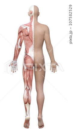 左半身が筋肉解剖図の3Dモデル男性の全身後ろ姿のイラスト 左半身が筋肉解剖図の3Dモデル男性の全身後ろ姿のイラスト 107582529
