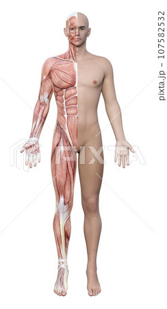 右半身が筋肉解剖図の3Dモデル男性の全身正面のイラスト 107582532