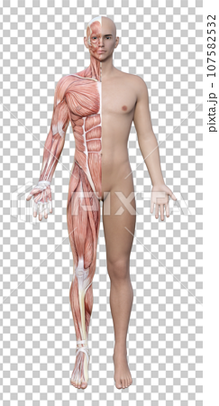 右半身が筋肉解剖図の3Dモデル男性の全身正面のイラスト 107582532
