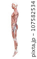 筋肉解剖図の3Dモデル男性の全身横向きのイラスト 107582534