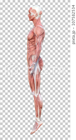 Muscle anatomy 3D model male whole body sideways illustration Muscle anatomy 3D model male whole body sideways illustration 107582534