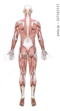 全身が筋肉解剖図の3Dモデル男性の後ろ姿のイラスト 107582537