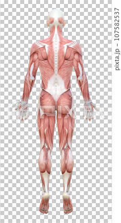 全身が筋肉解剖図の3Dモデル男性の後ろ姿のイラスト 107582537