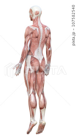 全身が筋肉の3Dモデル男性の斜め後ろ姿のイラスト 107582540