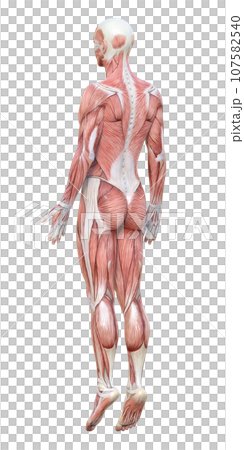 全身が筋肉の3Dモデル男性の斜め後ろ姿のイラスト 107582540