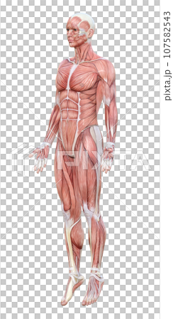 Diagonal forward illustration of a 3D model man with full body muscles Diagonal forward illustration of a 3D model man with full body muscles 107582543