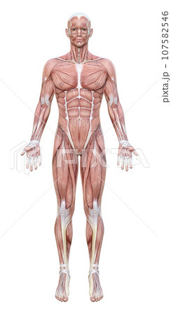 全身が筋肉の3dモデル男性の正面イラスト 107582546