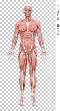 全身が筋肉の3dモデル男性の正面イラスト 107582546
