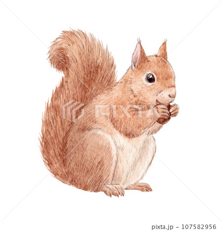 Beautiful stock illustration with hand drawn watercolor wild squirrel animal. 107582956