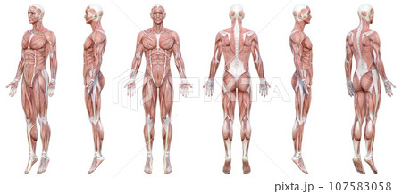 全身が筋肉の3Dモデル男性の正面と横向き 斜め前後 後ろ向きのイラストセット 6ポーズ 107583058