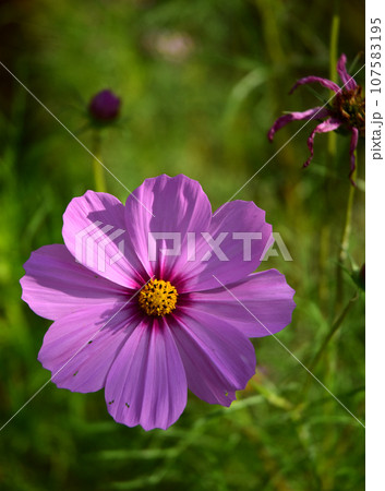 コスモス 107583195