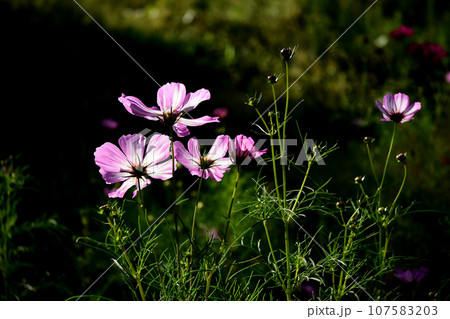 コスモス 107583203