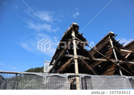 知多　南知多　美浜町　流下式枝条架塩田　海水浴　観光地　海　開眼 107583612