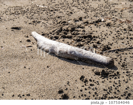 砂浜の流木。 107584046