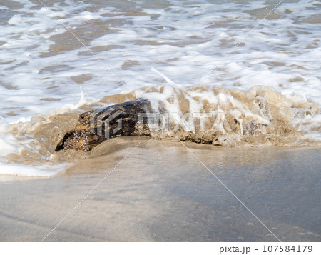 波打ち際の流木に波が打ち寄せる。 107584179