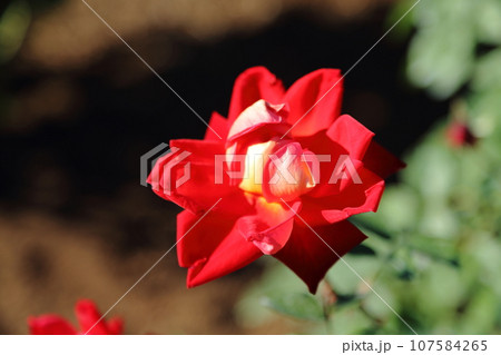 荒尾市　おもやい市民花壇　バラの花、 107584265