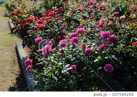 荒尾市　おもやい市民花壇　バラの花、 107584268