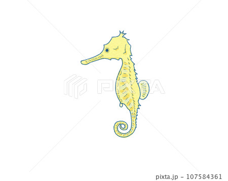タツノオトシゴ　イラスト 107584361