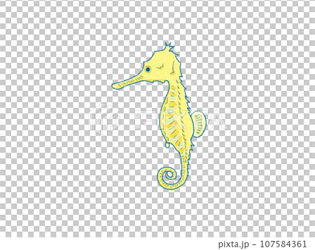 タツノオトシゴ　イラスト 107584361