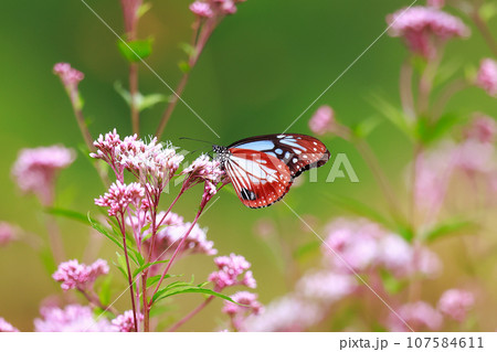 フジバカマに止まるアサギマダラ 107584611