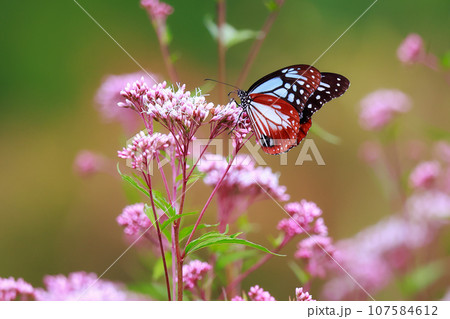 フジバカマに止まるアサギマダラ フジバカマに止まるアサギマダラ 107584612