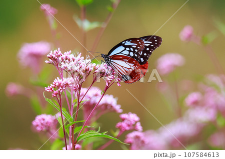 フジバカマに止まるアサギマダラ フジバカマに止まるアサギマダラ 107584613