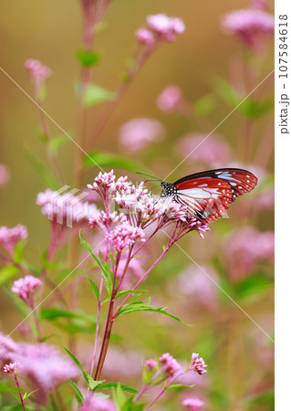 フジバカマに止まるアサギマダラ フジバカマに止まるアサギマダラ 107584618