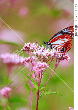 フジバカマに止まるアサギマダラ 107584634