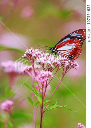 フジバカマに止まるアサギマダラ フジバカマに止まるアサギマダラ 107584635